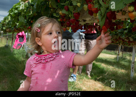 Un enfant âgé de dix-huit mois à une cueillette des fraises autocueillette de ferme à Enfield, au nord de Londres Banque D'Images