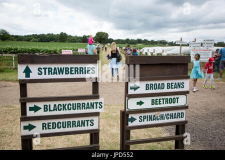 Des panneaux indiquant cueillette des fruits à Parkside Farm, Enfield, au nord de Londres Banque D'Images