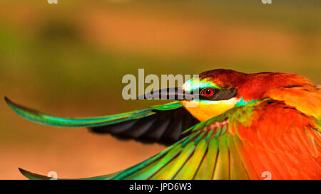 Incroyable oiseau en vol , la faune , oiseau exotique Banque D'Images