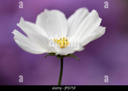 Fleur de Cosmos blanc Banque D'Images