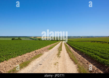 Une ferme de calcaire blanc donnant sur la voie de vertes collines et des haies fleuries avec des pommes de terre sous un ciel d'été bleu dans le Yorkshire Wolds Banque D'Images