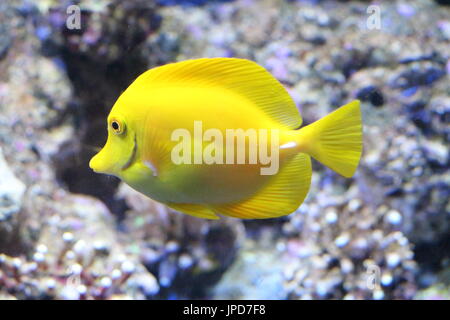 Poissons de couleur jaune dans l'Aquarium Banque D'Images