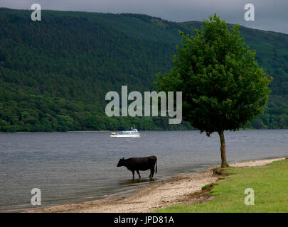 Vache noire de l'alcool à coniston water, Lake District, Cumbria, Royaume-Uni Banque D'Images