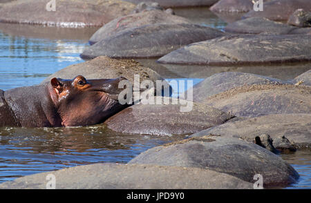 Bassin d'hippopotames dans le Ngorongoro, en Tanzanie Banque D'Images