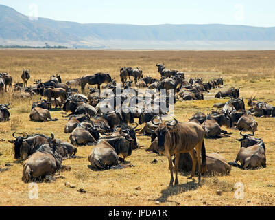 Gnus grande migration Banque D'Images