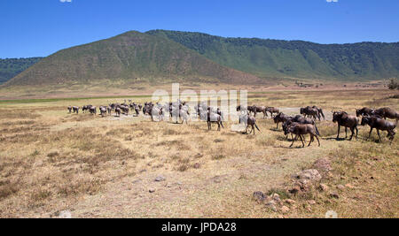 Gnus grande migration Banque D'Images