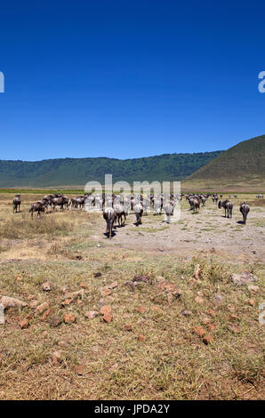 Gnus grande migration Banque D'Images