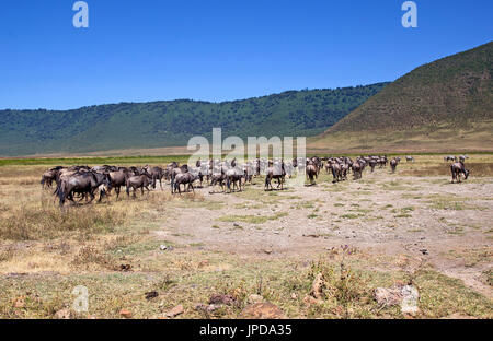 Gnus grande migration Banque D'Images