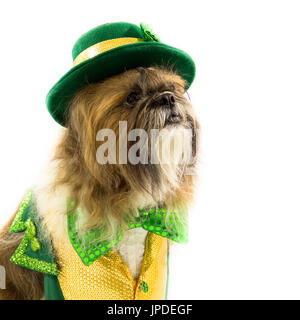 Un Shih Tzu chien est vêtu d'une tenue le jour de la Saint Patrick. Banque D'Images