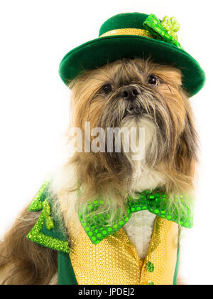 Un Shih Tzu chien est vêtu d'une tenue le jour de la Saint Patrick. Banque D'Images