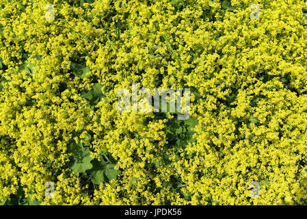 Alchémille commune (Alchemilla vulgaris), Bavière, Allemagne Banque D'Images