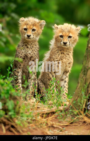 Soudan Guépard (Acinonyx jubatus soemmeringii), deux jeunes frères et sœurs, les animaux, assis, en dix semaines, l'occurrence Soudan, captive Banque D'Images