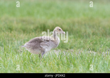 Jeune oie cendrée (Anser anser), Parc national de Neusiedler See, Seewinkel, Burgenland, Autriche Banque D'Images