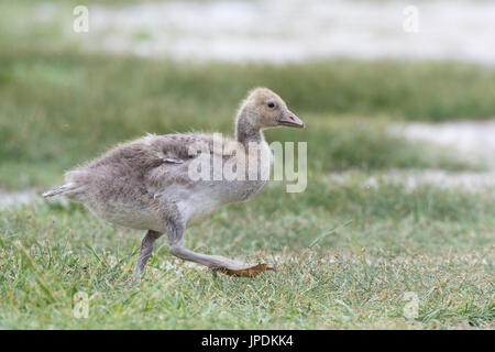 Jeune oie cendrée (Anser anser), Parc national de Neusiedler See, Seewinkel, Burgenland, Autriche Banque D'Images