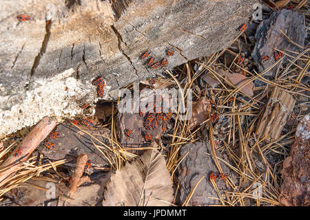 Colonie de firebugs, également connu sous le nom de pyrrhocoris apterus sur un tronc d'arbre, de mousse et de champignon poussant sur le vieil arbre. Banque D'Images