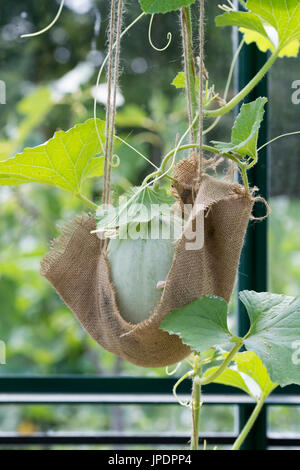 Cucumis melo. Emir de melon sur la vigne en charge par suspendus hessian prend en charge. UK Banque D'Images