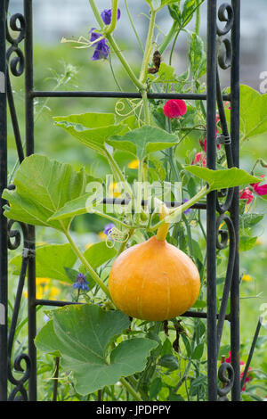 Cucurbita maxima. Red kuri squash grandissant d'un jardin avec fleurs de pois sucré Arbour. UK Banque D'Images