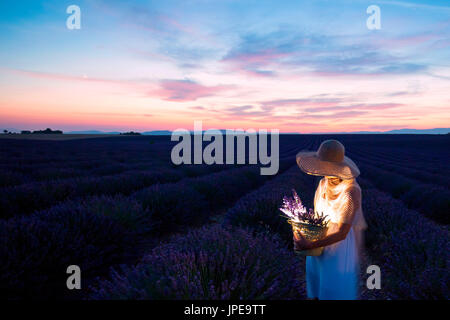 Europe, France, Provence Alpes Cote d'Azur,Plateau de Valensole.femme dans champ de lavande au crépuscule Banque D'Images