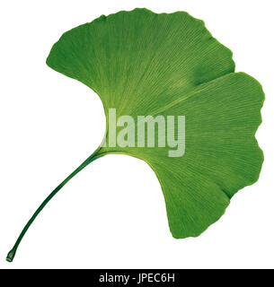 Le Ginkgo biloba isolé sur fond blanc. Banque D'Images