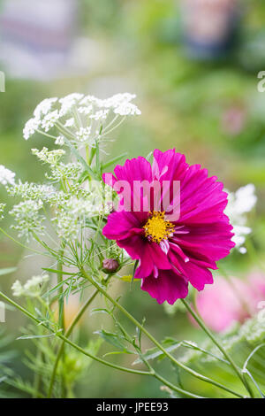 Cosmos bipinnatus et Ammi majus 'Graceland' fleurs. Banque D'Images