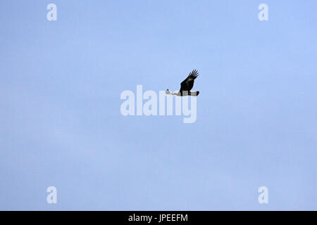 Aigle royal Aquila chrysaetos en vol Corse France Banque D'Images