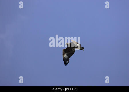 Aigle royal Aquila chrysaetos en vol Corse France Banque D'Images