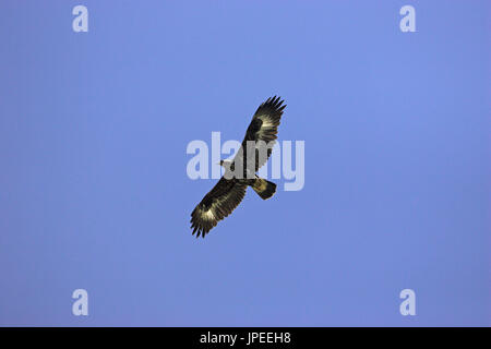 Aigle royal Aquila chrysaetos en vol Corse France Banque D'Images