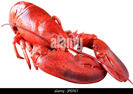 Homard à la vapeur isolated on white with clipping path Banque D'Images