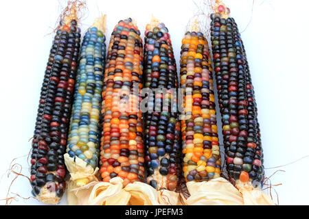 Close up of Glass maïs Gem Banque D'Images