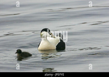 Eider à duvet Somateria mollissima Loch Scridain mâle avec petit canard Ile de Mull Argyll et Bute Ecosse UK Banque D'Images