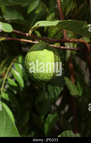 Close up of home grown Psidium guajava Banque D'Images