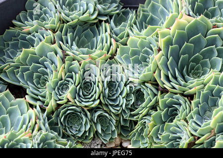 Close up image d'echeveria glauca ou connu comme Aeonium ou appelée Green Rose succulentes Banque D'Images