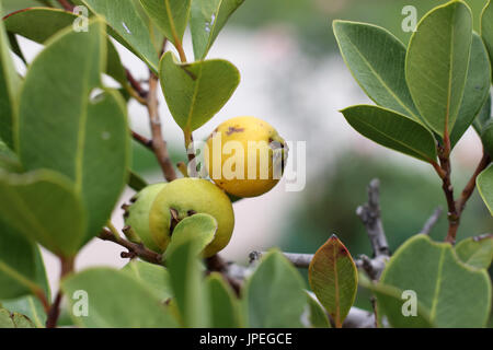 Cattley jaune, jaune de goyave goyave fraise, cerise jaune citron, goyave goyave Psidium cattleianum,le mûrissement Banque D'Images