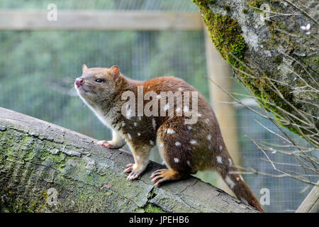 Disparition de la queue tacheté quoll dans un programme d'élevage à la Diable de Tasmanie sanctuaire à Cradle Mountain, en Tasmanie, Australie Banque D'Images