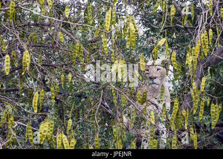 Lionne blanche africaine - Panthera leo Banque D'Images