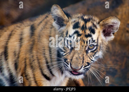 Tigre du Bengale - cub Panthera tigris tigris Banque D'Images