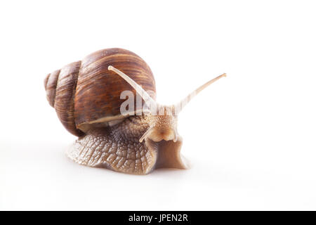 Snail isolé sur fond blanc Banque D'Images