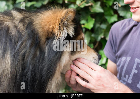 Chien et balle Banque D'Images