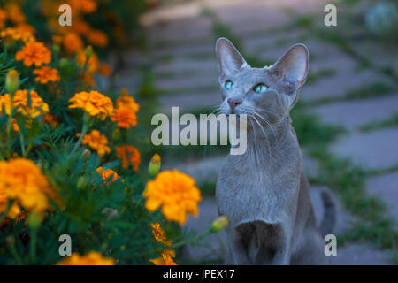 Oriental jeune chat gris sur pied dans jardin fleuri de l'été. La race orientale. Chat marche sur la nature. Banque D'Images