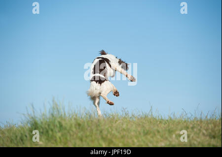 Springer spaniel sautant en l'air Banque D'Images