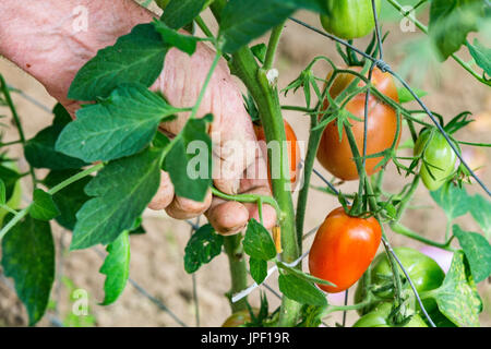 L'homme n'est l'élagage des branches des plantes de tomates dans la serre , le travailleur pincées de pousses ou de 'suckers' de germes de la tige de la tomate dans l'entrejambe Banque D'Images