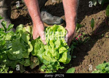 Man picking laitue fraîche de son jardin France Banque D'Images