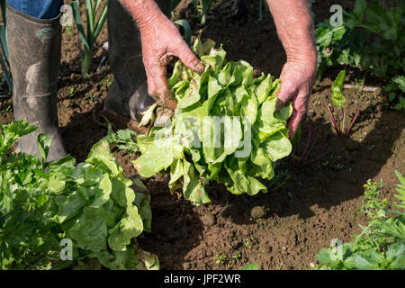 Man picking laitue fraîche de son jardin France Banque D'Images