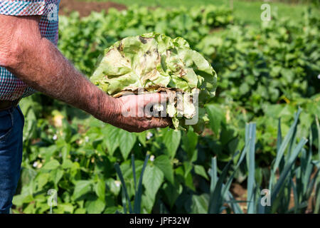 Man picking laitue fraîche de son jardin France Banque D'Images