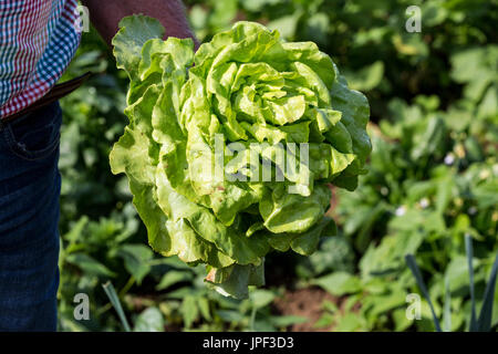 Man picking laitue fraîche de son jardin France Banque D'Images