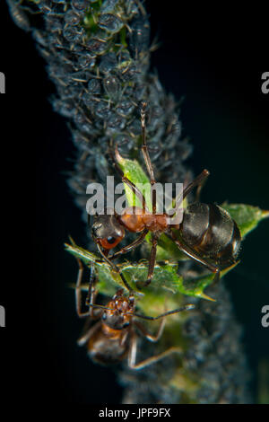 Shepard ant hearding pucerons Banque D'Images