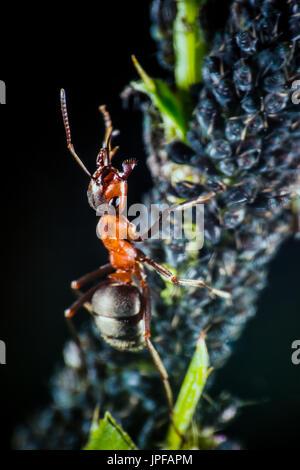 Shepard ant hearding pucerons Banque D'Images