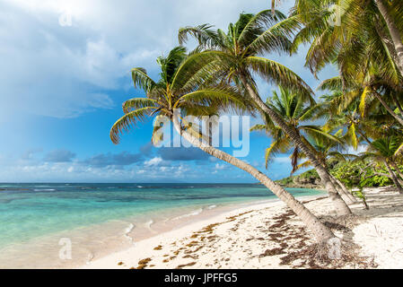 Plage tropicale avec de l'eau turquoise sur Marie-Galante, Guadeloupe Banque D'Images