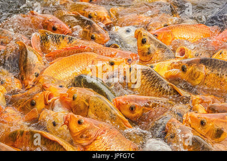 Groupe de poissons carpe de Koi dans l'étang Banque D'Images