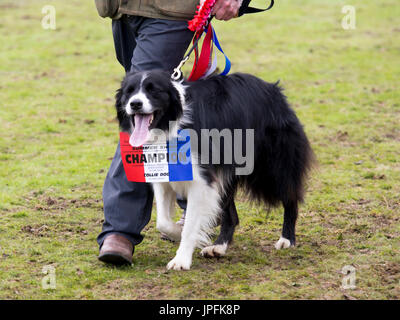 Turriff, Ecosse, Royaume-Uni. 31 juillet, 2017. Chien Border Collie primés à l'Exposition agricole : Crédit Turriff AC Images/Alamy Live News Banque D'Images